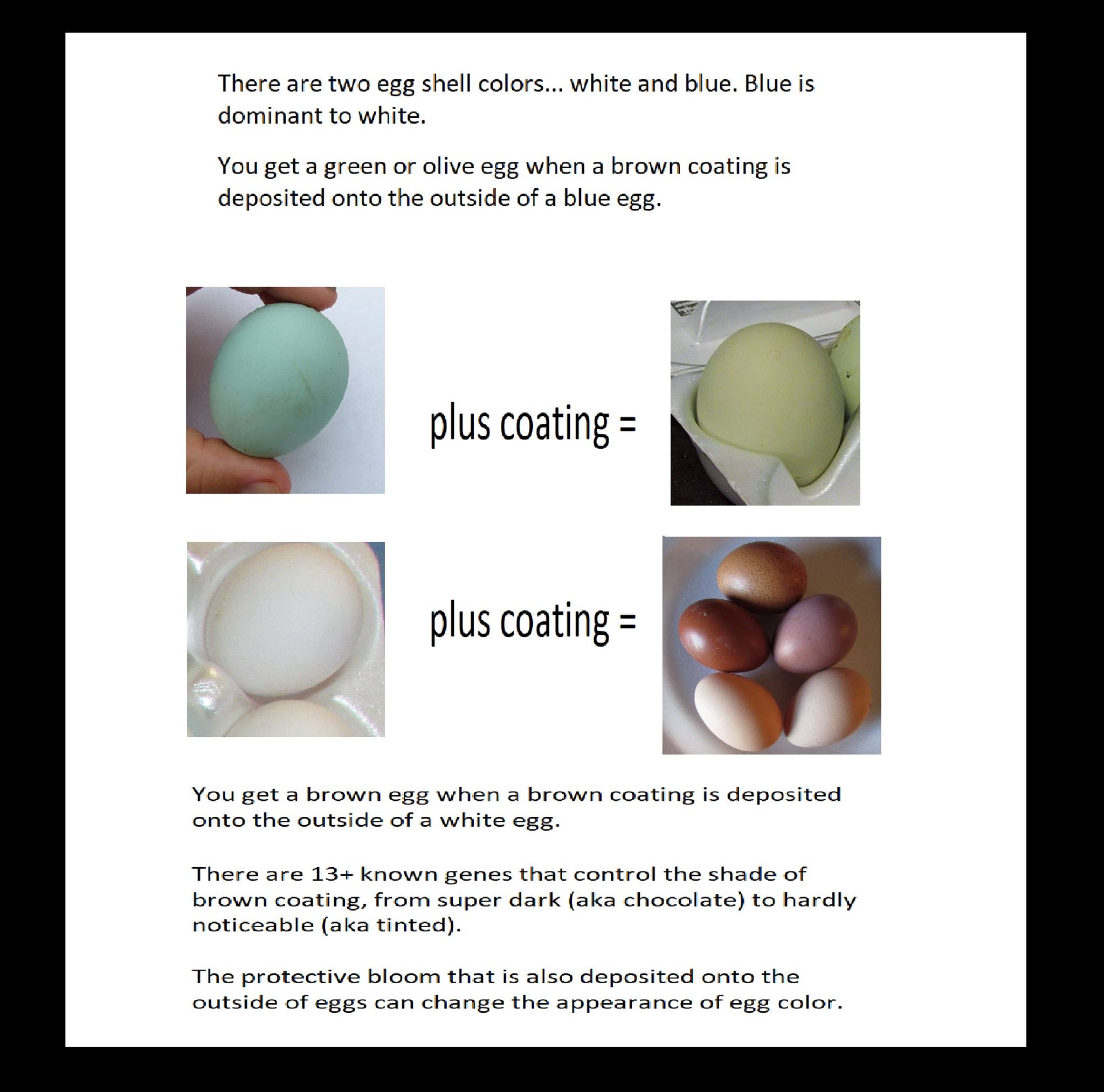 egg gene colour chart