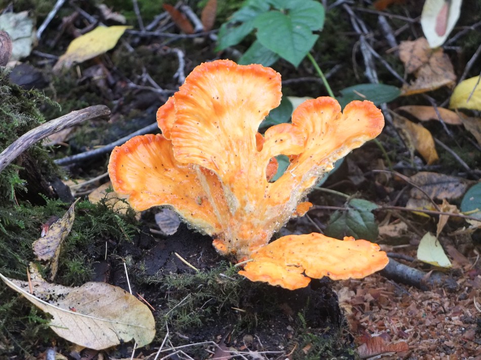 Chicken of the Woods 2019