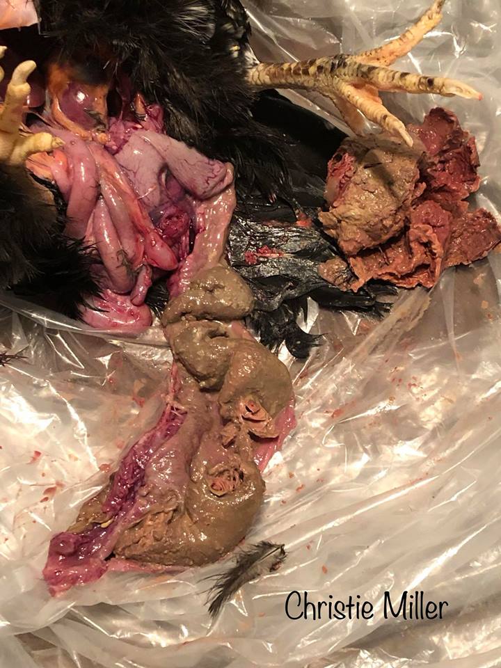 Salpingitis Necropsy