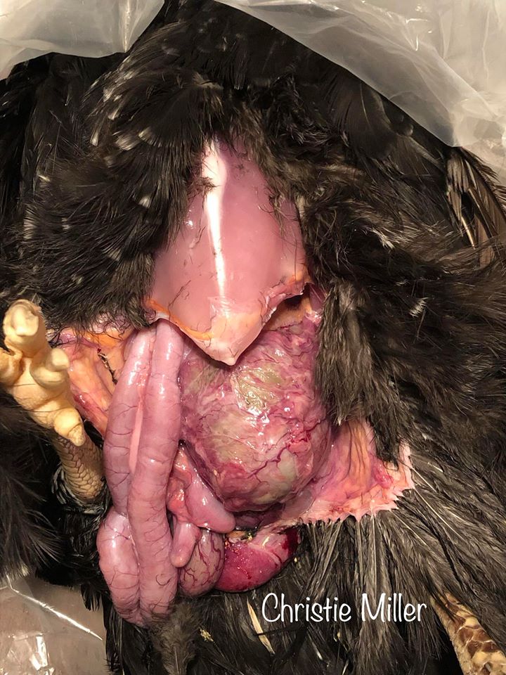 Salpingitis Necropsy