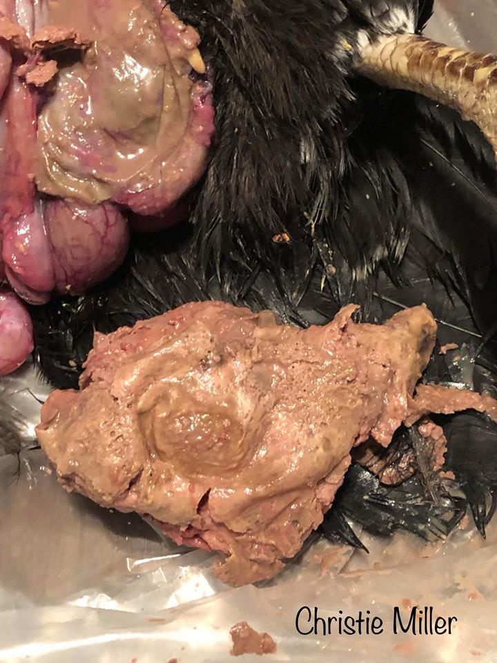 Salpingitis Necropsy