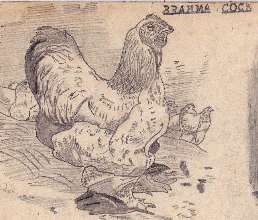 Brahma Cock