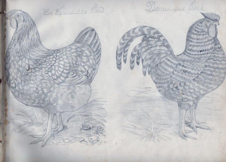 dominque cock and wyandotte hen