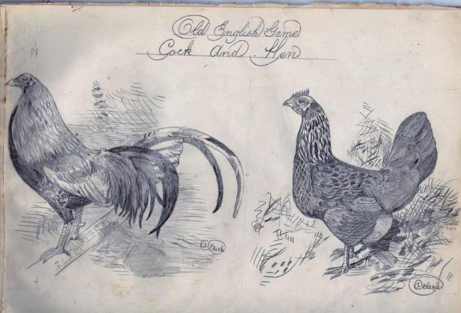 game cock and hen