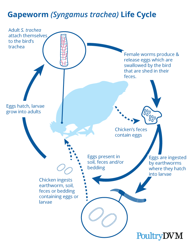 gapeworm-lifecycle