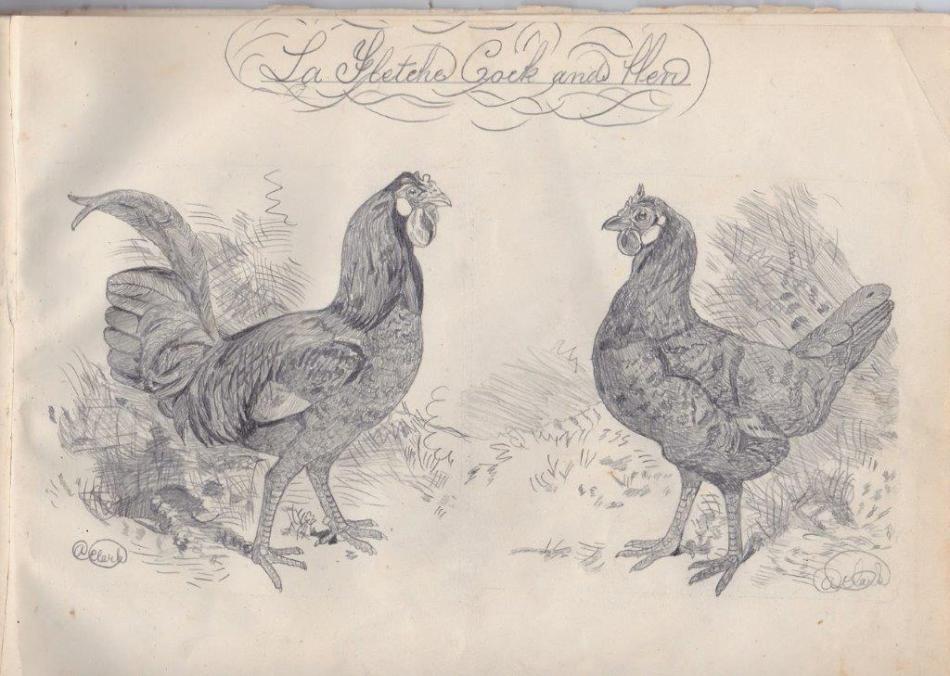 la fleche cock and hen