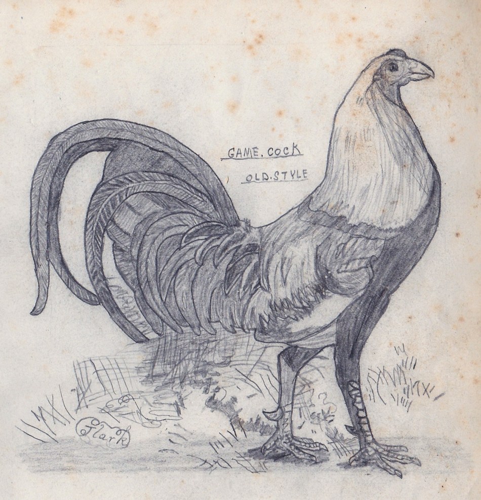 old style game cock