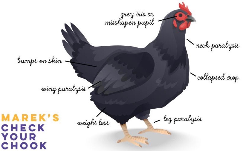 mareks-disease-in-chickens2