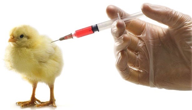 Poultry Vaccines