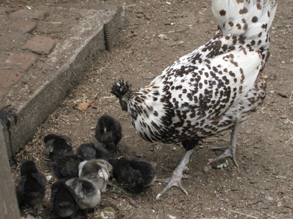 Appenzeller Spitzhauben &amp; Chicks