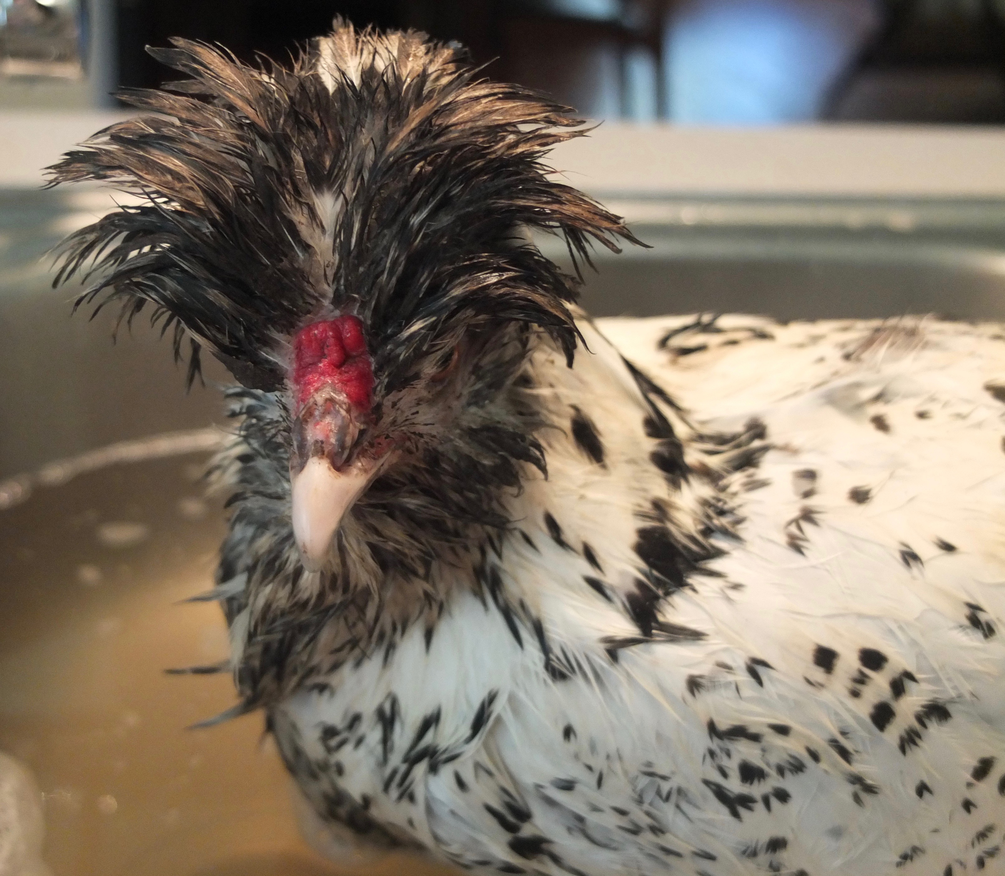 Corazon’s Close Call With A Soft-Shelled Egg – Bitchin' Chickens