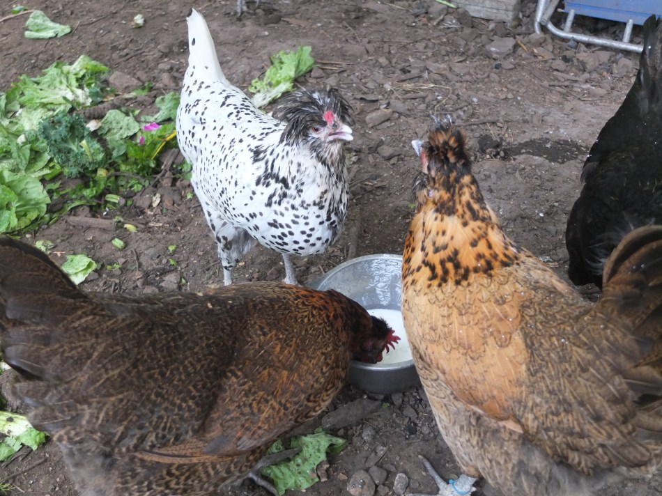 Corazon &amp; Buttermilk