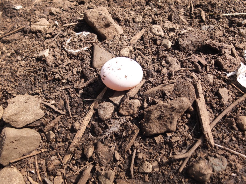 Corazon's Egg In The Pen