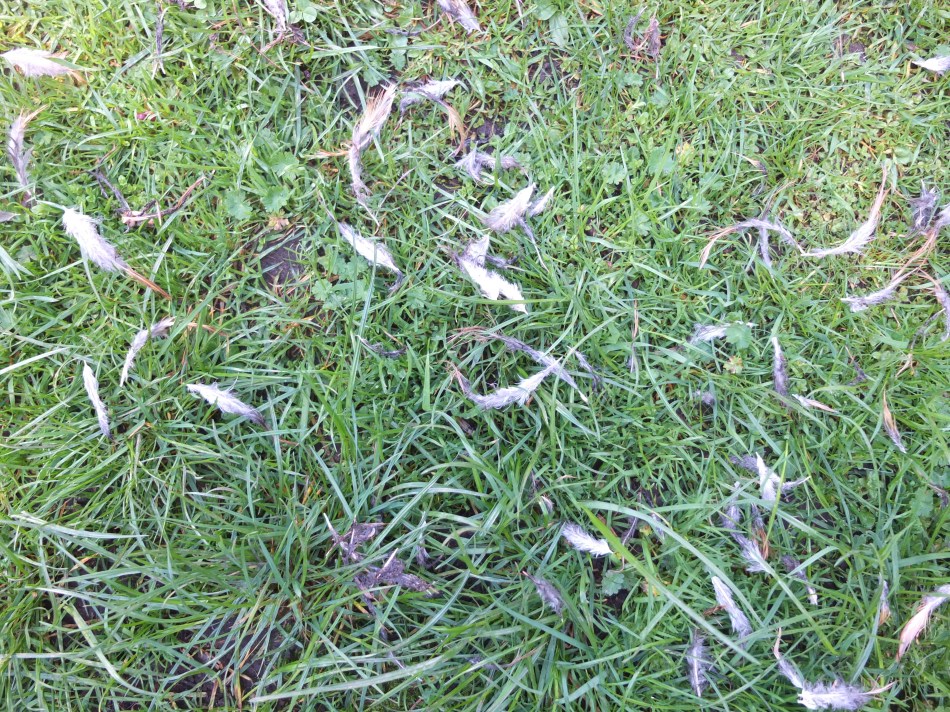 Feathers Outside Pen