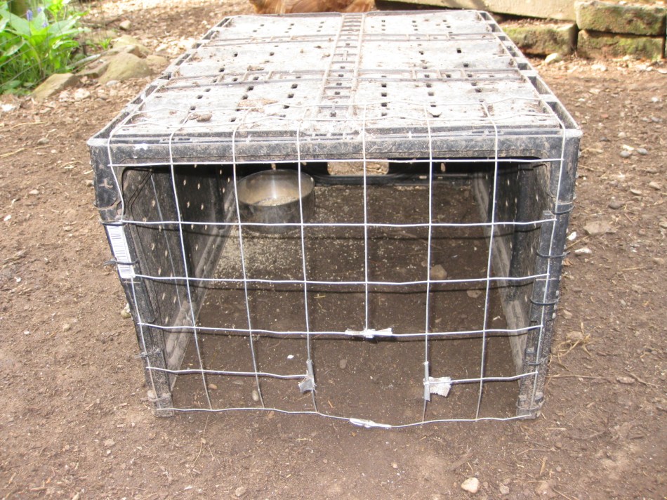 Chick Feeding Pen