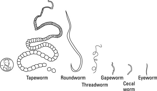 Parasitic Worms IN Chickens