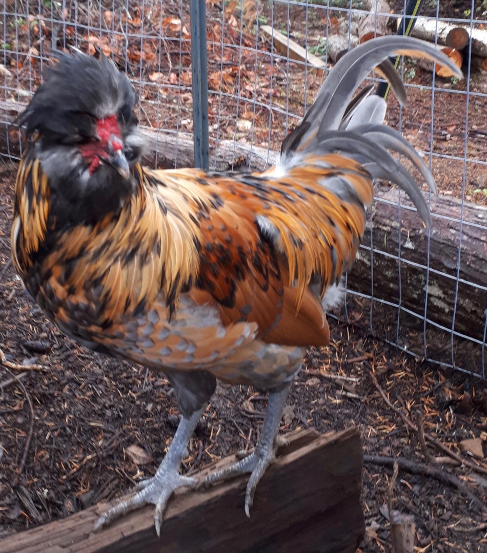 Tasha's cockerel