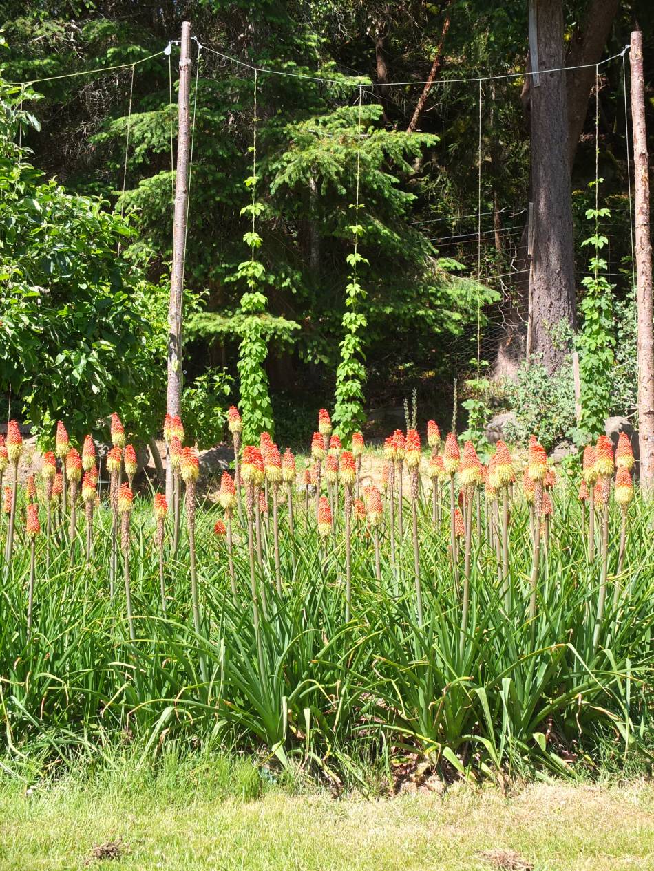 Red Hot Pokers & Hops