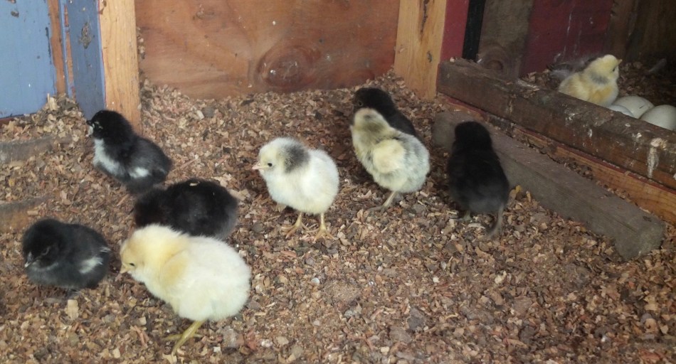 Aurora's Chicks