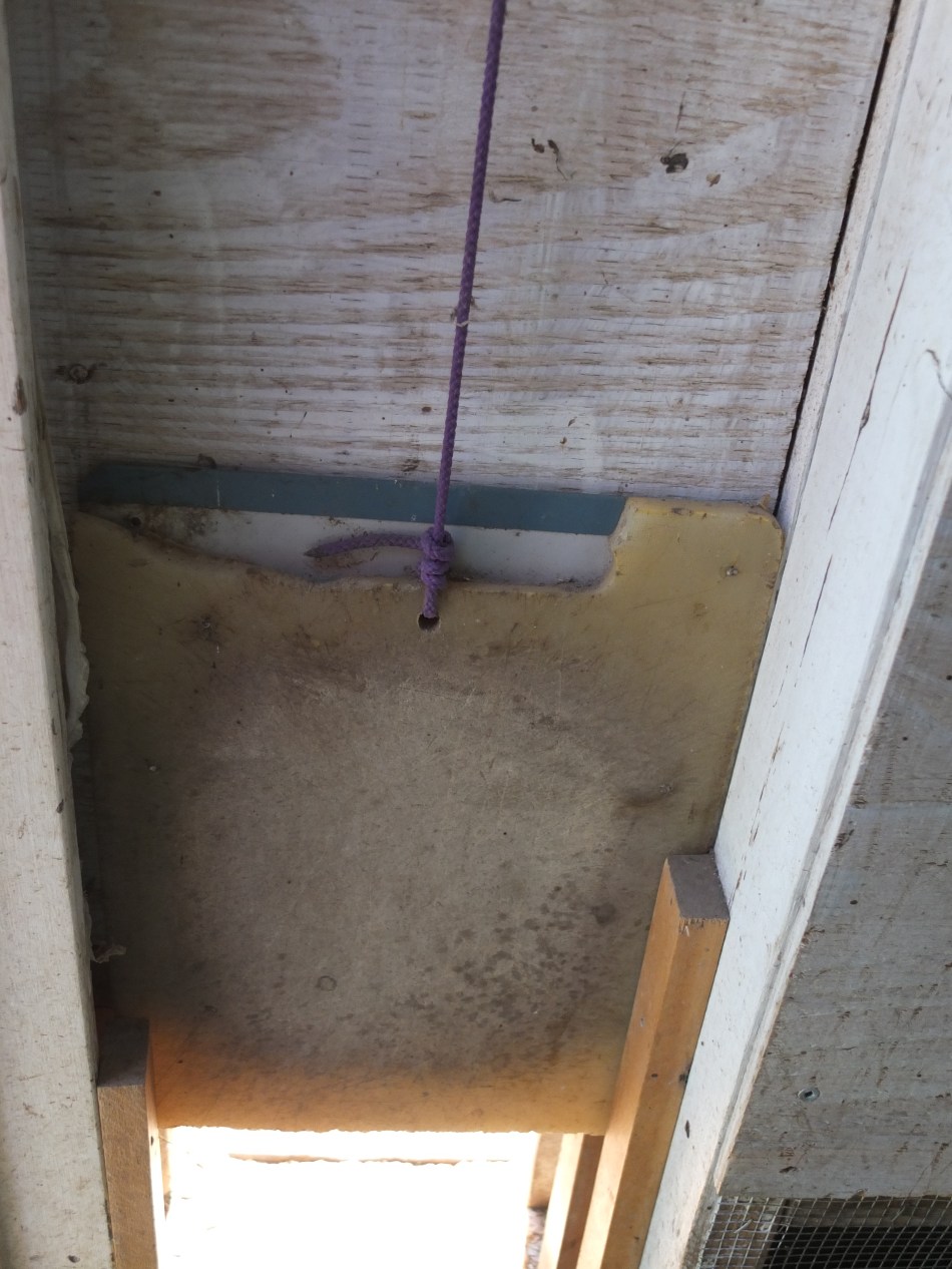 Rat Chewed Coop Door