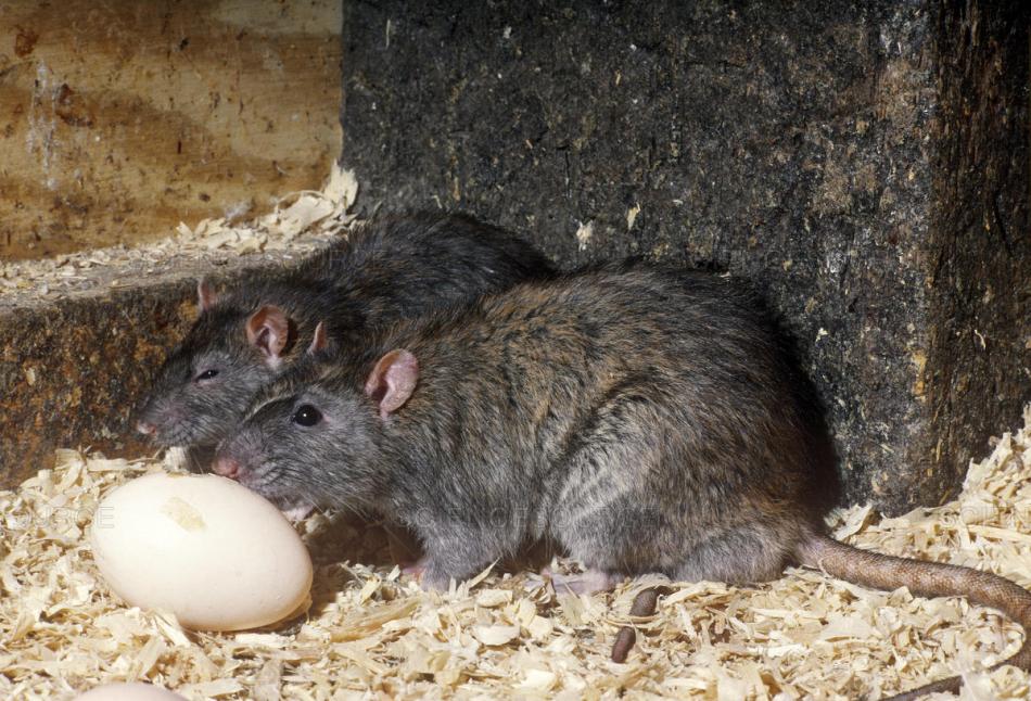Rats Eating Egg
