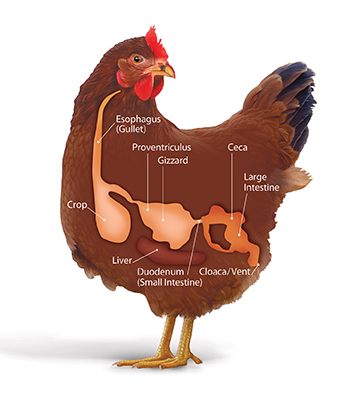 Chicken-Digestive-System