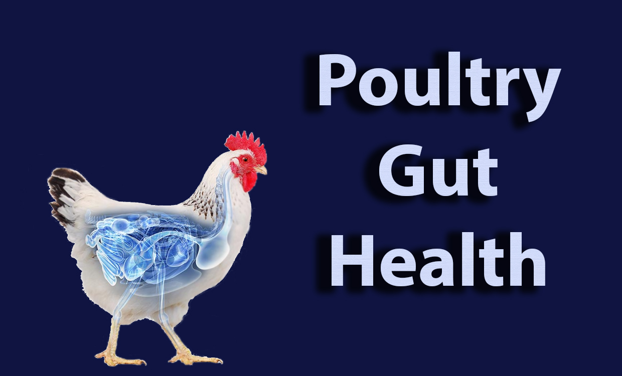 poultry_gut_health