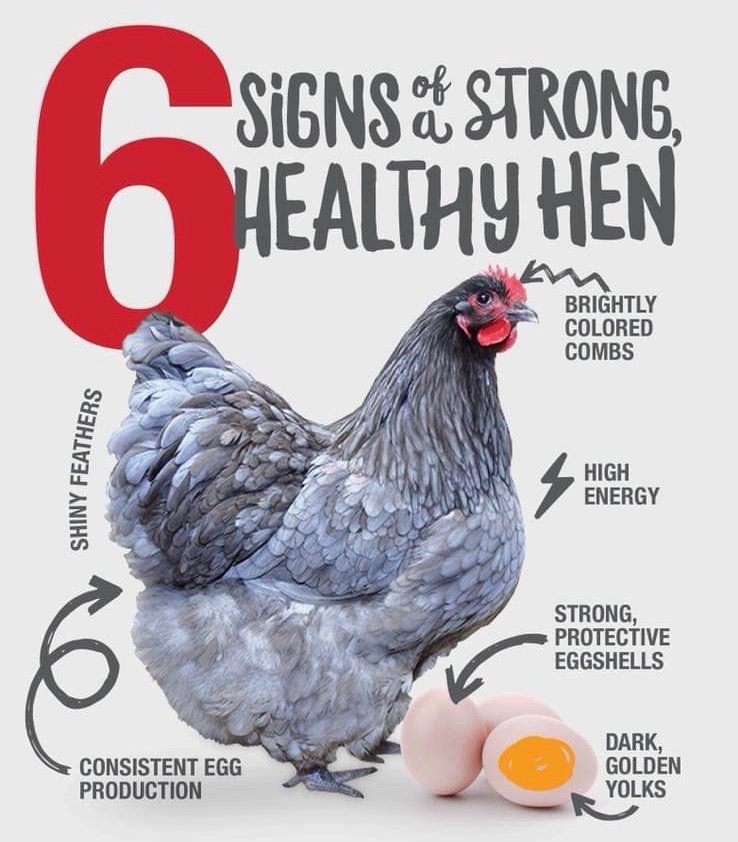 Signs of Healthy Hen 2