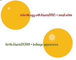 Fertilized & Unfertilized Eggs