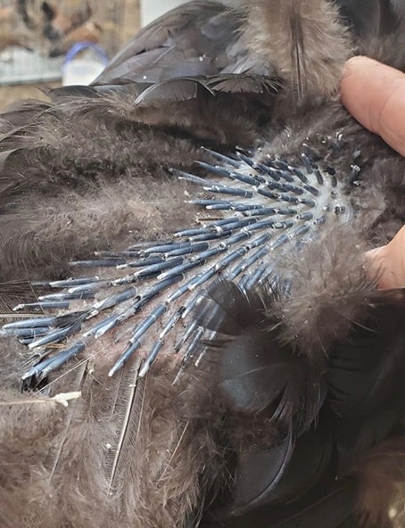Pin Feathers