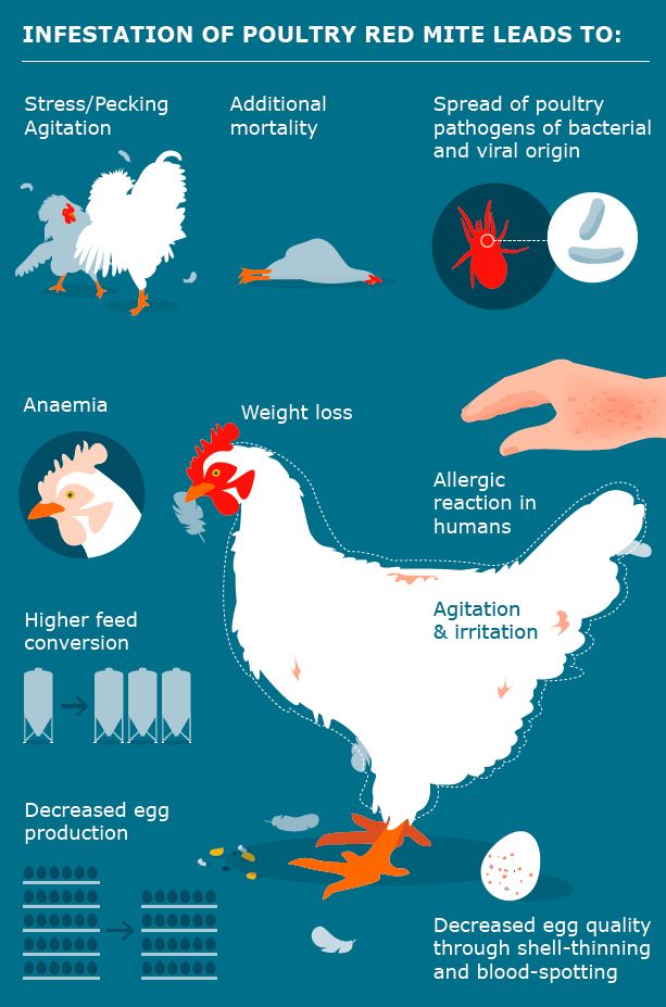 Effects of Red Mites