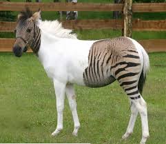 Chimera Horse/Zebra