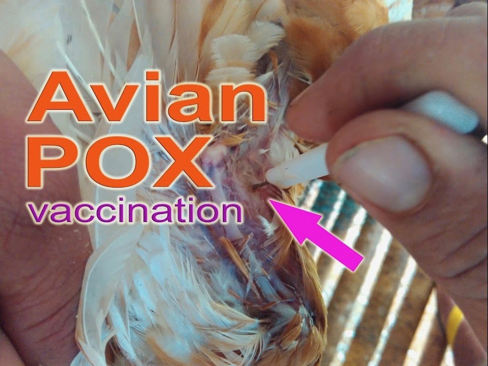 Fowl Pox Vaccination
