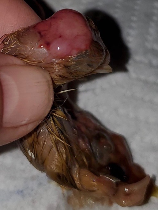 Incomplete Skull, Neural Tube Defect