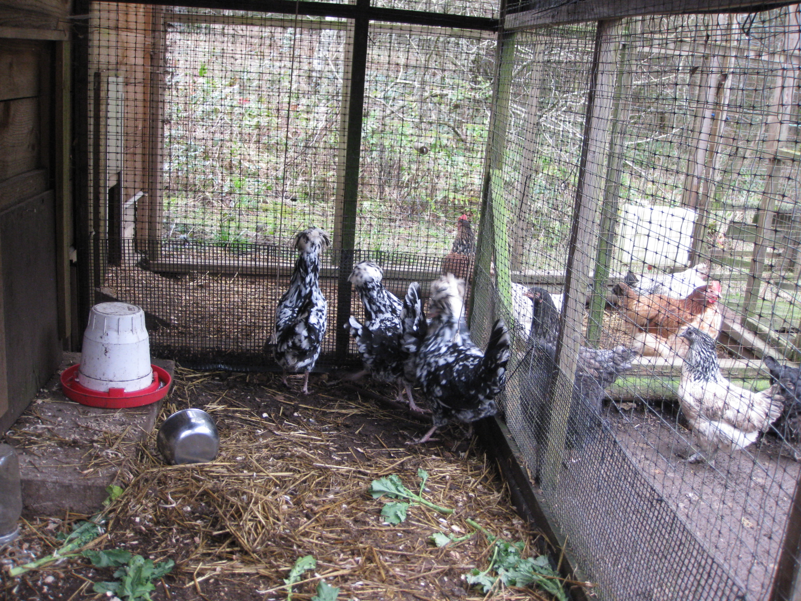 Mottled Houdan Integration