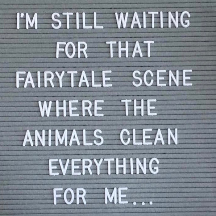 Animals Clean Everything 2