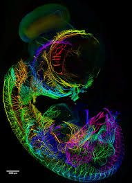 Chicken Embryo Nervous System