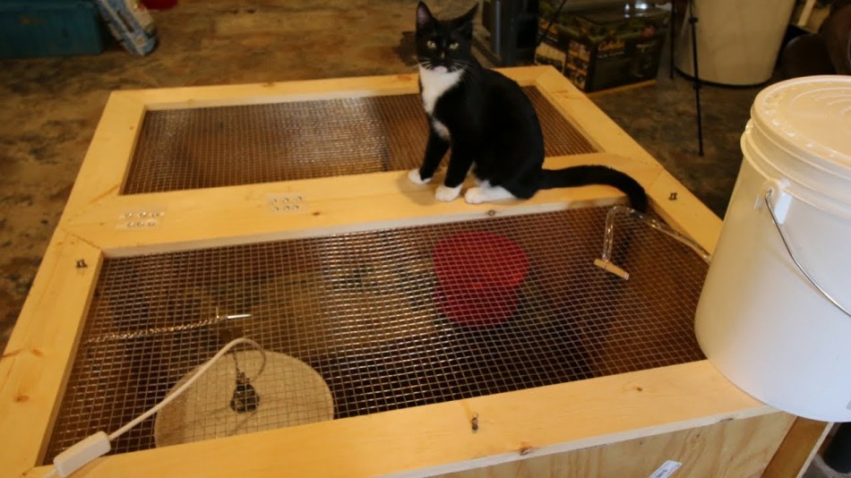 Cat On Brooder