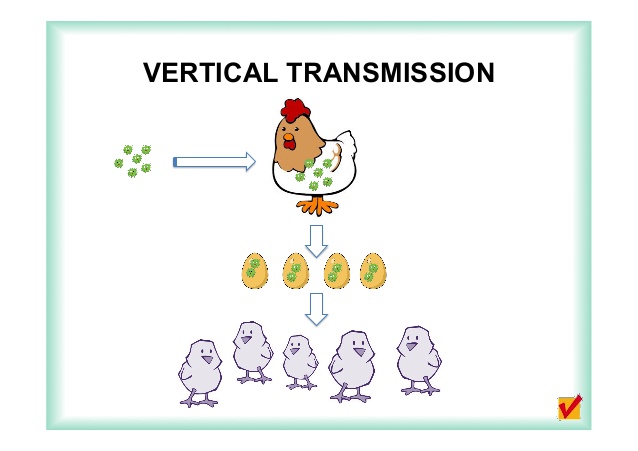 Vertical Transmission