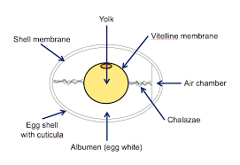 Anatomy Of A Chicken Egg