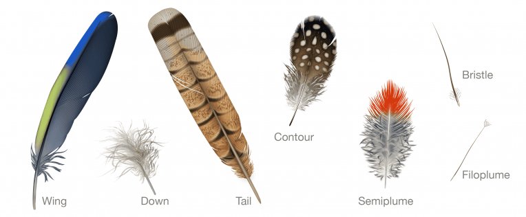 types of feathers bird academy