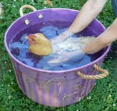 Broody Hen In Cold Bath