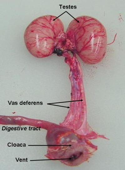 Rooster Reproductive System