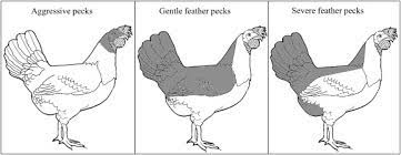 Feather Pecking Science Direct