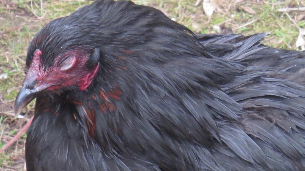 Blindness In Chickens Bitchin' Chickens