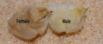 Sex-Linked Chickens – Bitchin' Chickens