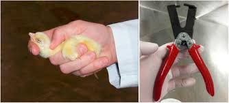 c-dislocation-science-direct