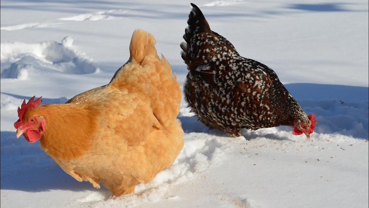 Winterizing Your Chicken Coop – Bitchin' Chickens
