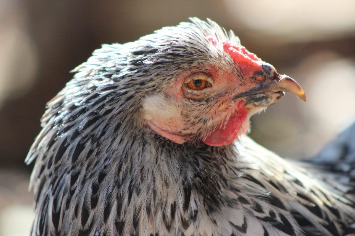 Rooster Injuries Dealing With Chicken Beak Injuries – Bitchin' Chickens
