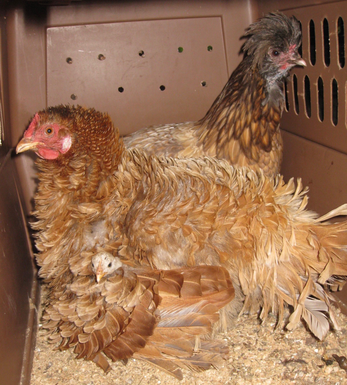 Myth Buster Are Cedar Shavings Toxic To Chickens? Bitchin' Chickens